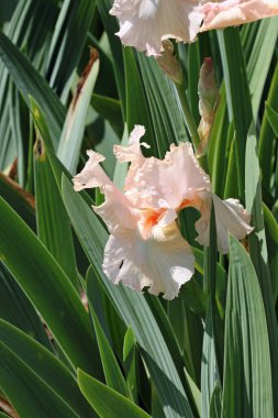 Pink bearded iris flower
