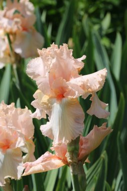 Pink bearded iris flower