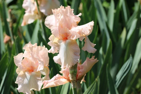 Rosafarbene Irisblüte — Stockfoto