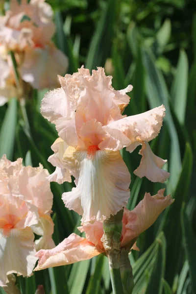 Pink bearded iris flower — Stock Fotó