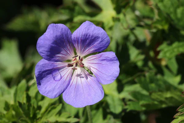 Fioletowy kwiat geranium z kroplą deszczu — Zdjęcie stockowe