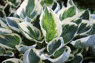 Değişik nilüfer yaprakları.