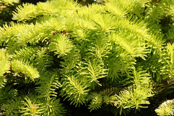 Caucasion fir yellow leaves — Stok fotoğraf