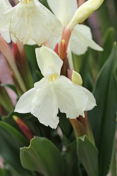 Pale yellow cautleya flowered roscoea flowers in close up — Stock Photo, Image