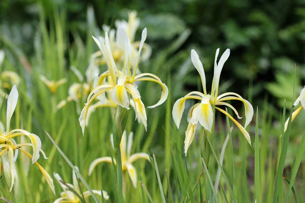 Gelbe und weiße Kerner-Irisblüten — Stockfoto