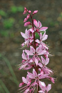 Mor çiçekli dittany çiçek başağı