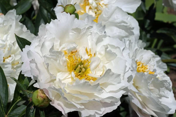 白い牡丹の花 — ストック写真