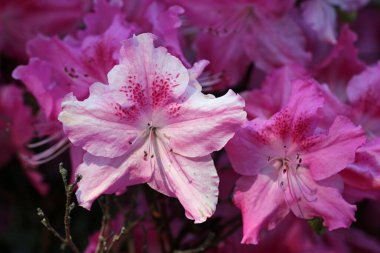 Pembe Rhododendron açelya çiçekleri