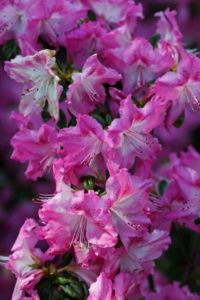 Różowe kwiaty rododendronu azalea — Zdjęcie stockowe