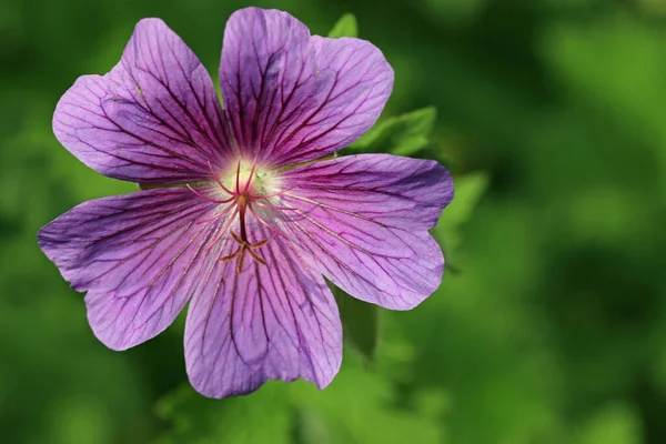 紫色仙人掌花 — 图库照片