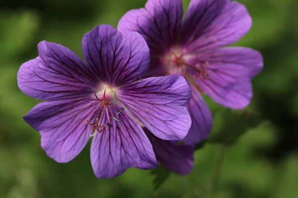 Fiore di gru viola da vicino — Foto Stock