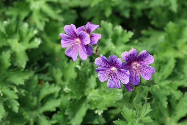 Paarse kraanvogel bloemen — Stockfoto