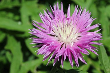 Beyaz merkezli pembe Centaurea çiçeği