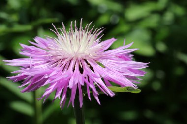 Beyaz merkezli pembe Centaurea çiçeği
