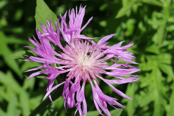 Flor centaurea rosa com centro branco — Fotografia de Stock