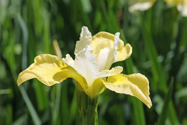 Gelbe und weiße sibirische Irisblume — Stockfoto