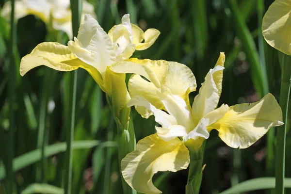 Gelbe und weiße sibirische Irisblume — Stockfoto