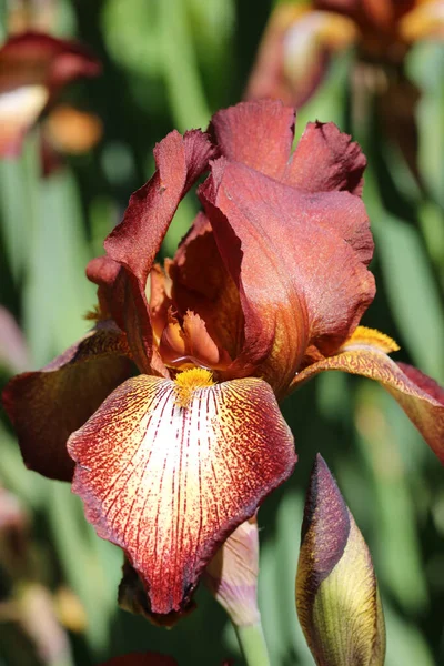 Kahverengi sakallı zambak çiçeği