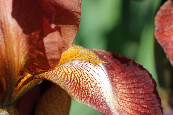 Kahverengi sakallı zambak çiçeği. Yaklaş.