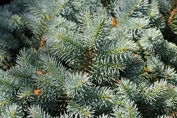 Colorado folhas de abeto azul — Fotografia de Stock