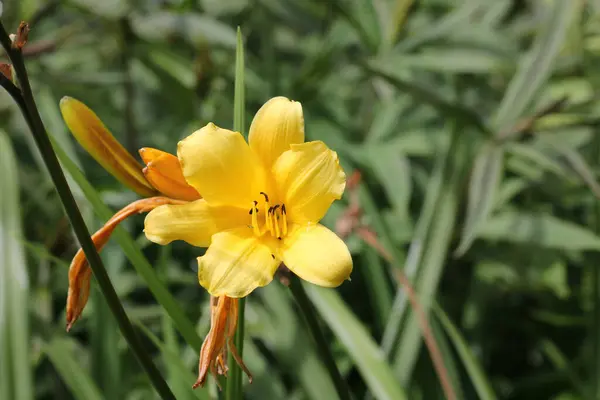 Žlutá denní květinka — Stock fotografie