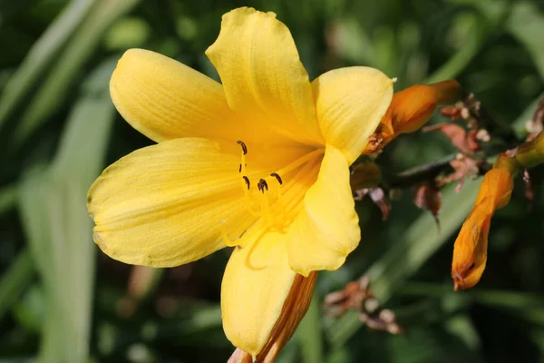 Žlutý denní květ zblízka — Stock fotografie