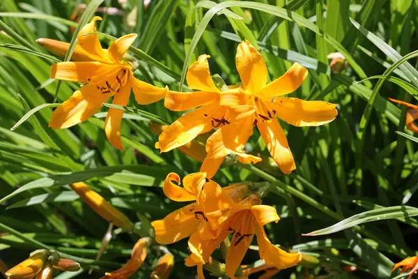 Pomerančová měď den lilie květiny — Stock fotografie