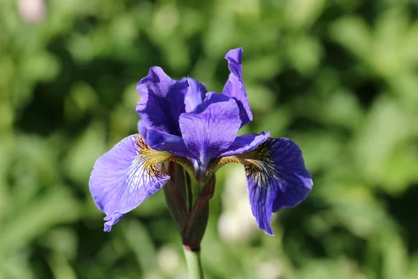 Flor de íris siberiana azul perto — Fotografia de Stock