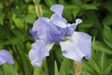 Mavi sakallı zambak çiçeği