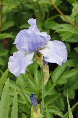 Mavi sakallı zambak çiçeği