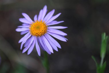 Zayıf menekşe paskalya çiçeği