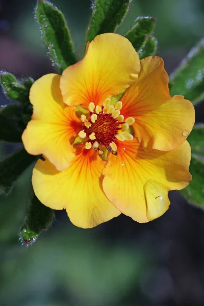 Πορτοκαλί cinquefoil λουλούδι κοντά — Φωτογραφία Αρχείου