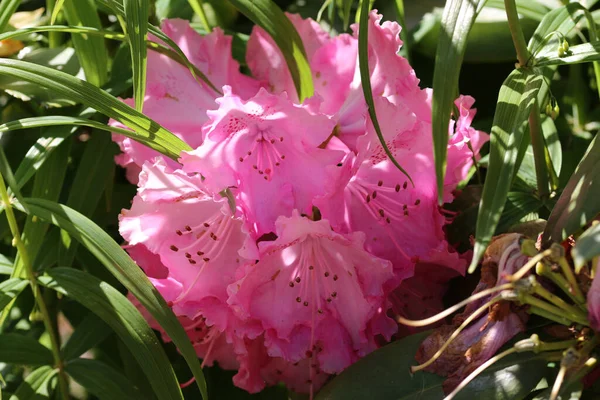 Rosa híbrido Rhododendron flores —  Fotos de Stock