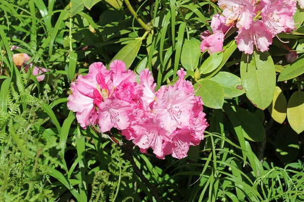 Růžové hybridní rododendronové květy — Stock fotografie