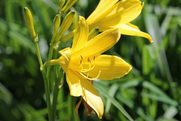Žlutý denní květ zblízka — Stock fotografie