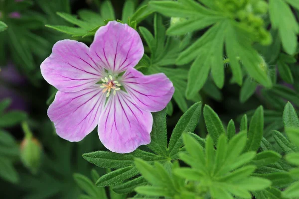 ピンクの血色の良いクランセビルの花を閉じます ストックフォト