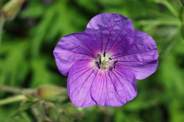 Flor de cranesbill Clarkes azul de cerca — Foto de Stock