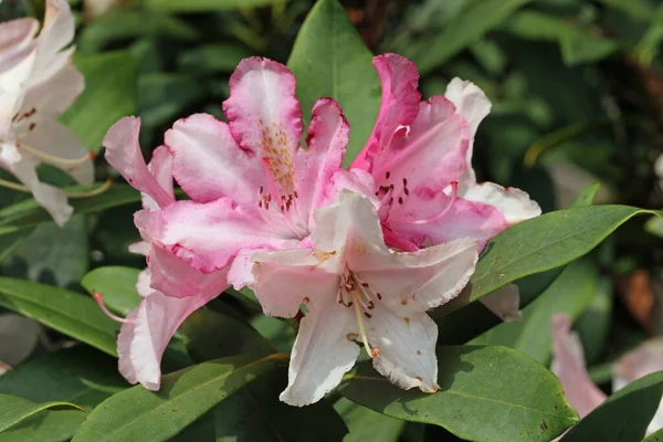 Růžové hybridní rododendronové květy — Stock fotografie