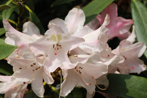 Růžové hybridní rododendronové květy — Stock fotografie