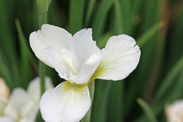 Weiße und grüne sibirische Irisblüte aus nächster Nähe — Stockfoto