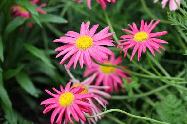 Roze geschilderde madeliefjes bloemen met geel centrum Rechtenvrije Stockafbeeldingen