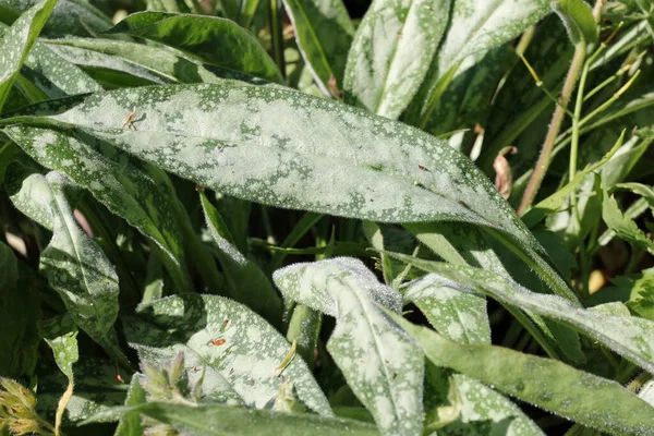 Spotted narrow leaved lungwort leaves in close up — Foto de Stock