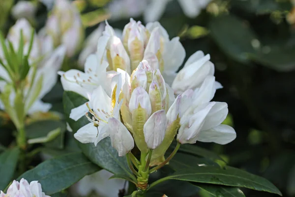 White hybrid Rhododendron flowers and buds — Stock Fotó