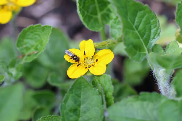 Yellow golden knee flower close up with hoverfly — Fotografia de Stock