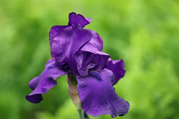 Mor sakallı iris çiçeği. Yaklaş. — Stok fotoğraf