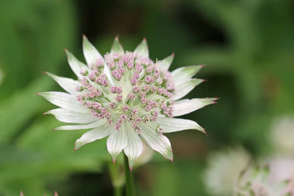 Pálido rosa e verde flor masterwort de perto — Fotografia de Stock