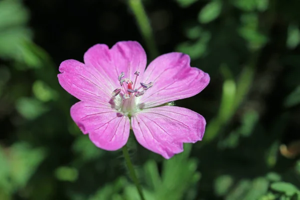 Roze miniatuur bloederige kranenkop bloem close up — Stockfoto