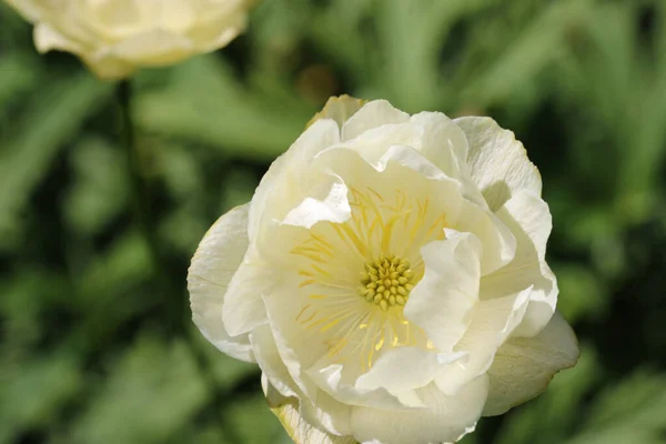 Blado żółty hybrydowy kwiat globeflower w zbliżeniu — Zdjęcie stockowe