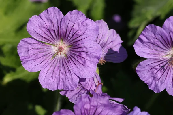 Flor de cranesbill híbrido púrpura de cerca —  Fotos de Stock