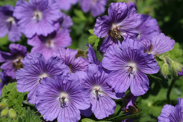 Фиолетовый гибридный клюв цветы закрыть — стоковое фото
